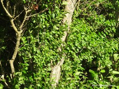 Ligustrum ovalifolium