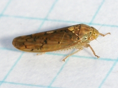 Ponana quadralaba