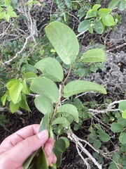 Phyllanthus botryanthus