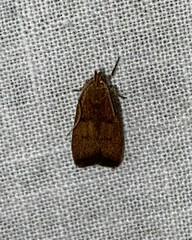 Psilocorsis reflexella