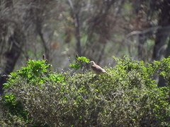 Upucerthia dumetaria