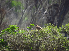 Upucerthia dumetaria
