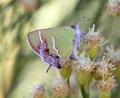 Chlorostrymon simaethis