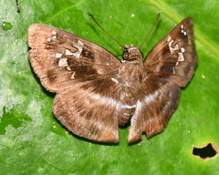 Quadrus cerialis