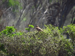 Upucerthia dumetaria