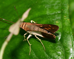 Calpodes esperi