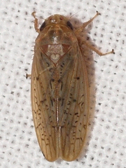 Ponana rubida