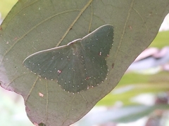 Prasinocyma iosticta