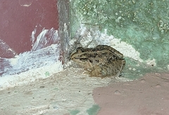 Fejervarya limnocharis