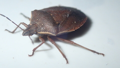 Tibraca limbativentris