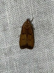 Psilocorsis reflexella