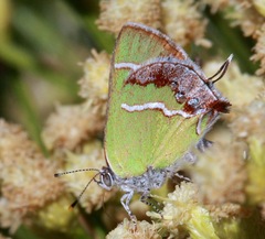 Chlorostrymon simaethis