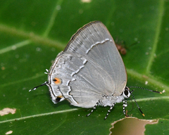 Strephonota tephraeus