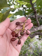 Metopium brownei