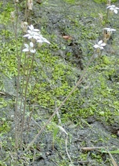 Jepsonia parryi