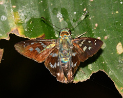 Udranomia eurus