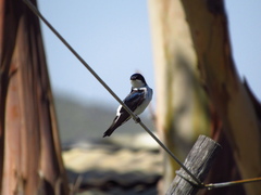 Tachycineta leucopyga