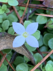 Houstonia procumbens