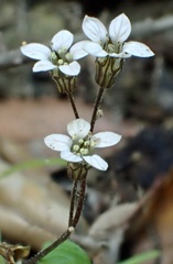 Jepsonia parryi