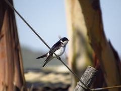Tachycineta leucopyga