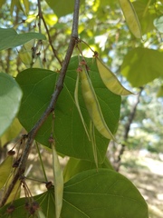 Cercis occidentalis