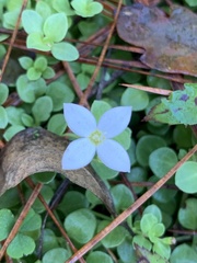 Houstonia procumbens