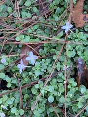 Houstonia procumbens