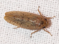 Ponana rubida