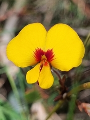 Bossiaea prostrata