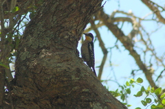 Melanerpes cactorum