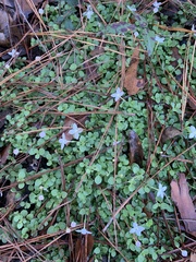 Houstonia procumbens