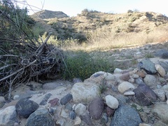 Senecio angustifolius