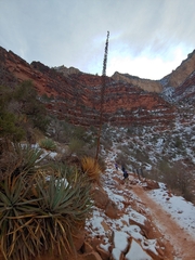 Agave utahensis kaibabensis