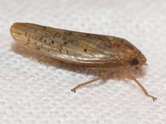 Ponana rubida