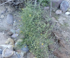 Senecio angustifolius