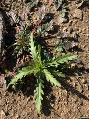 Deinandra fasciculata