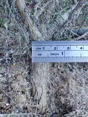 Senecio angustifolius