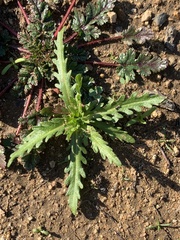 Deinandra fasciculata