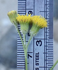 Senecio angustifolius