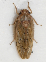 Ponana rubida