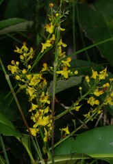 Elvasia macrostipularis