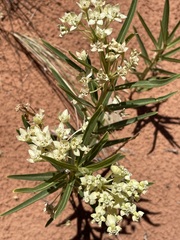 Asclepias labriformis