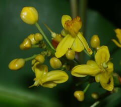 Elvasia macrostipularis