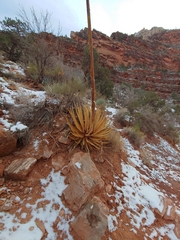Agave utahensis kaibabensis