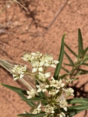 Asclepias labriformis