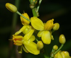 Elvasia macrostipularis