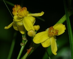 Elvasia macrostipularis