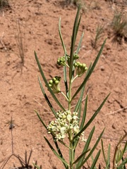 Asclepias labriformis