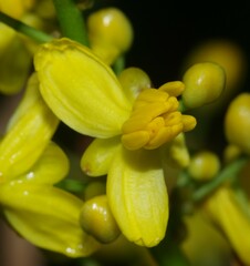 Elvasia macrostipularis