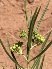 Asclepias labriformis